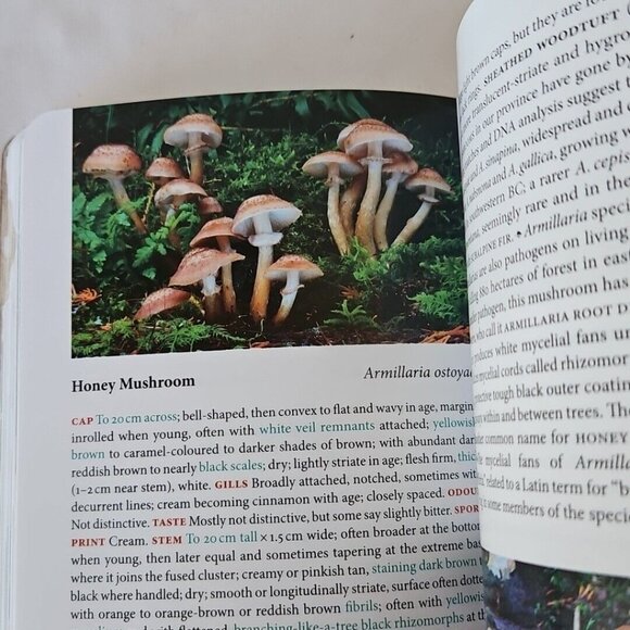 Mushrooms of British Columbia Field Guide Identification Handbook MacKinnon Andy - Picture 14 of 16